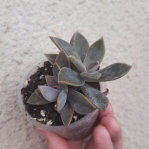 Graptoveria Fred Ives