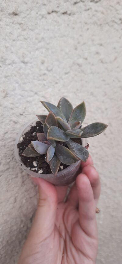 Graptoveria Fred Ives