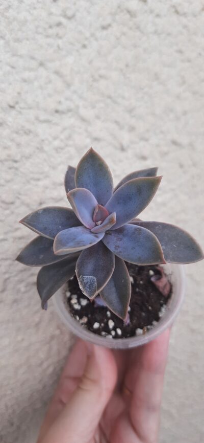 Graptoveria Fred Ives