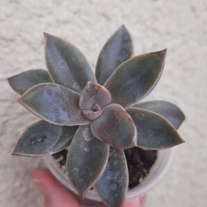 Graptoveria Fred Ives