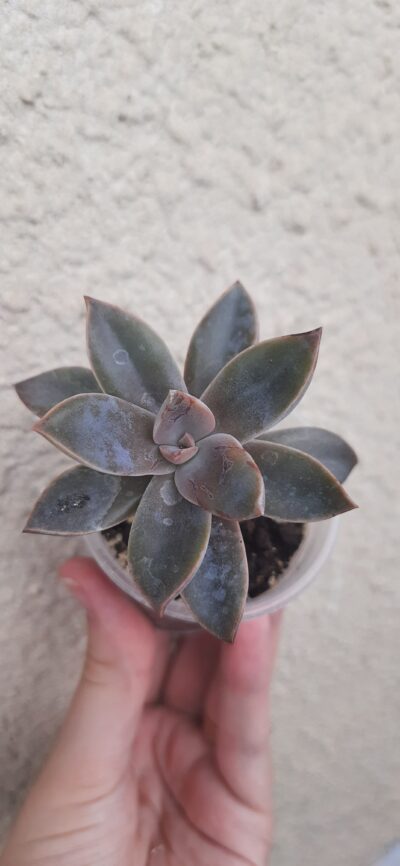 Graptoveria Fred Ives