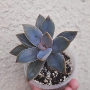 Graptoveria Fred Ives