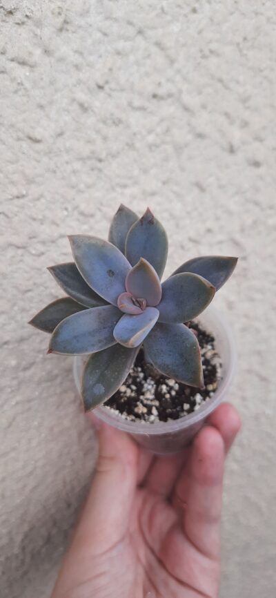 Graptoveria Fred Ives