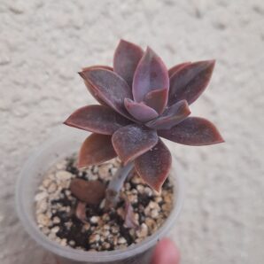 Graptoveria Fred Ives