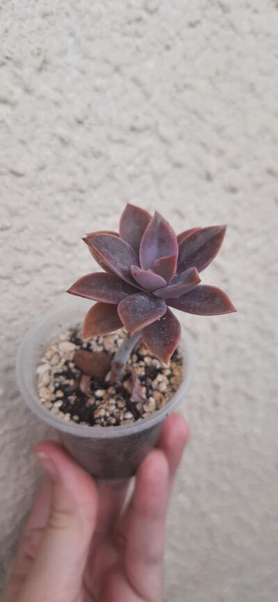 Graptoveria Fred Ives