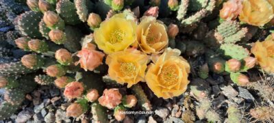 Opuntia fragilis v. denudata, Hall Country, Nebraska (зимостійка садова опунція) - Зображення 2