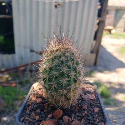 Lobivia haematantha v.elongata MN 19 - Зображення 2