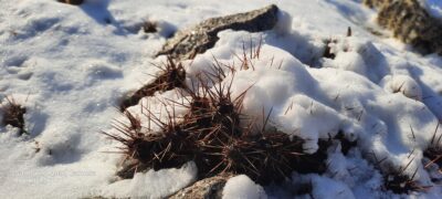 Opuntia fragilis (зимостійка садова опунція) - Зображення 3