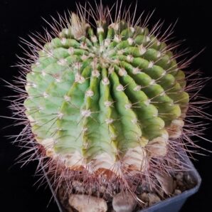 Acanthocalycium violaceum P204