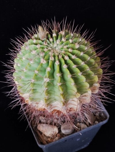 Acanthocalycium violaceum P204