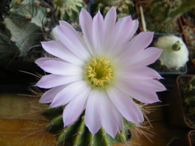 Acanthocalycium violaceum P204 - Зображення 3