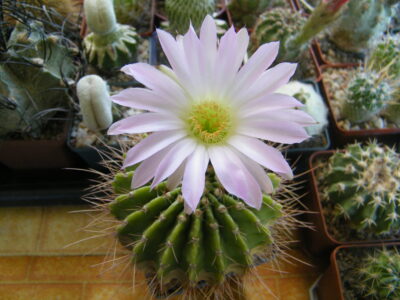 Acanthocalycium violaceum P204 - Зображення 2