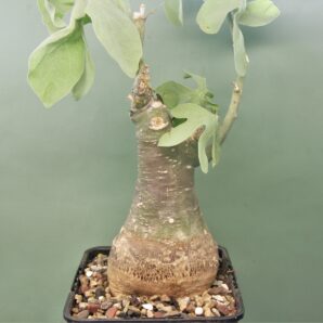 adenia-glauca-3