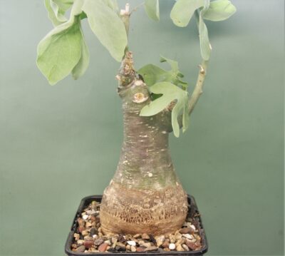 adenia-glauca-3