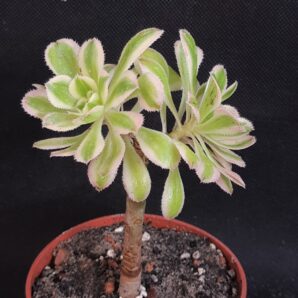 Aeonium arboreum variegated