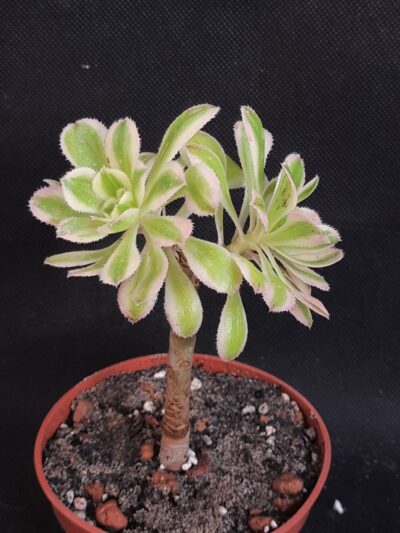 Aeonium arboreum variegated