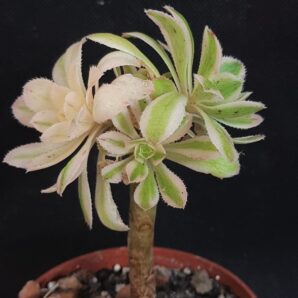 Aeonium arboreum variegated