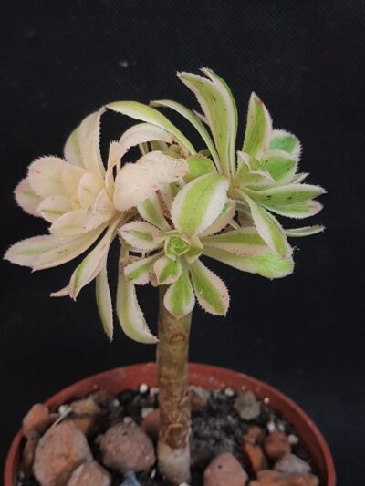 Aeonium arboreum variegated