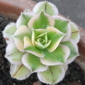 Aeonium Sunburst