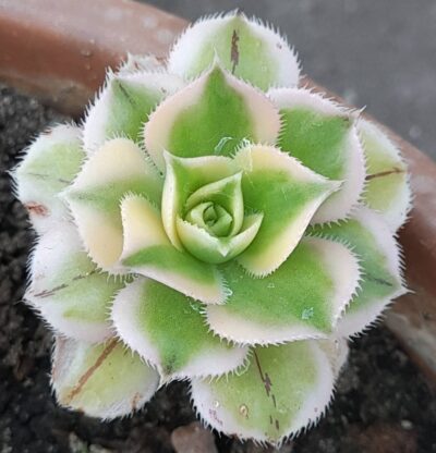 Aeonium Sunburst