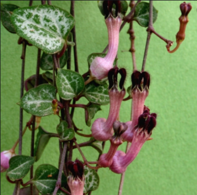 Ceropegia woodii - Зображення 2