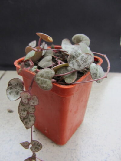 Ceropegia woodii