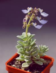 Coleus coerulescens | 28