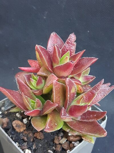 Crassula capitella subsp. thyrsiflora — Red Dragon