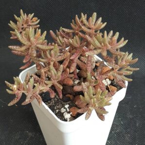 Crassula humbertii