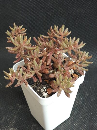 Crassula humbertii
