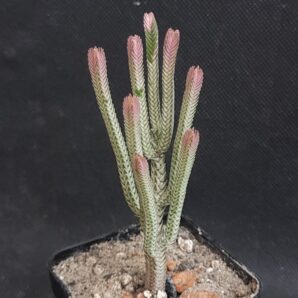 Crassula lycopodioides variegata
