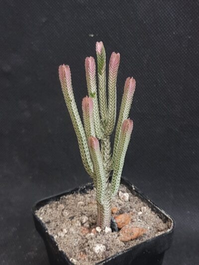 Crassula lycopodioides variegata