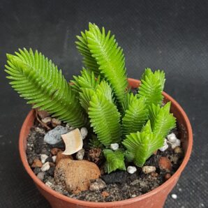 Crassula muscosa