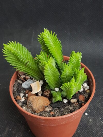 Crassula muscosa