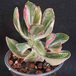Crassula ovata tricolor