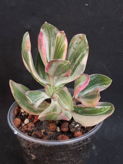 Crassula ovata tricolor