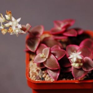 Crassula pellucida var.