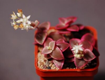 Crassula pellucida var.
