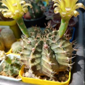 Gymnocalycium Mihanovichii v.stenogonum