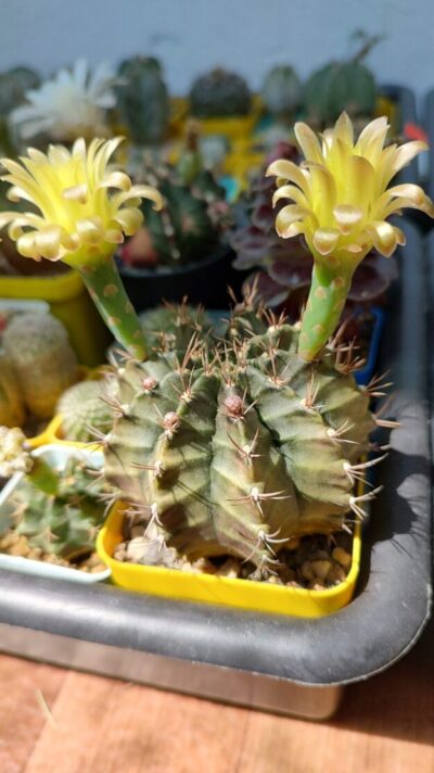Gymnocalycium Mihanovichii v.stenogonum