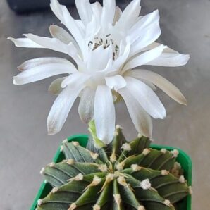 Gymnocalycium angustostriatum,Aqua Dulce, LB2178