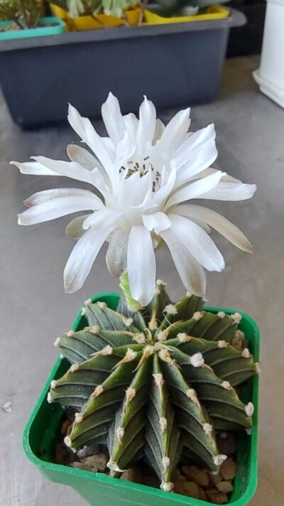 Gymnocalycium angustostriatum,Aqua Dulce, LB2178