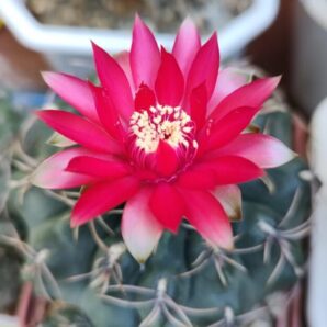Gymnocalycium baldianum