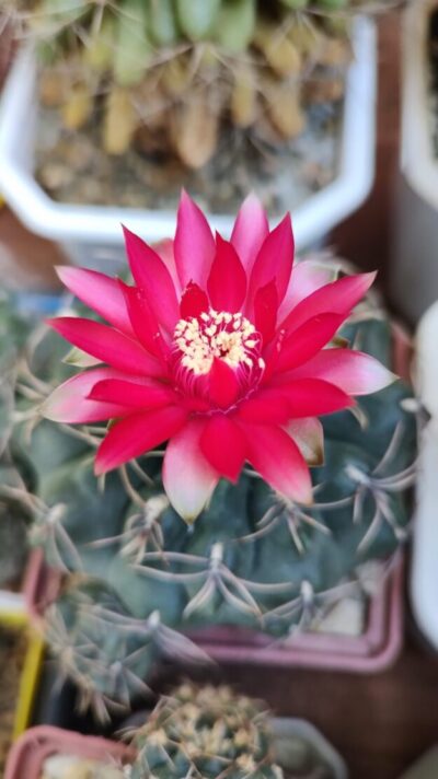 Gymnocalycium baldianum