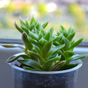 Haworthia cymbiformis