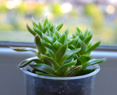 Haworthia cymbiformis