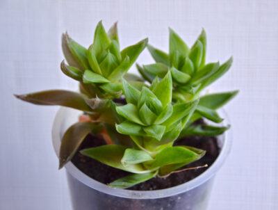 Haworthia cymbiformis - Зображення 2