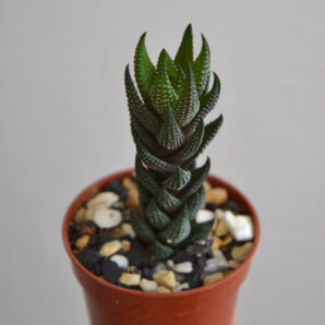 Haworthia reinwardtii