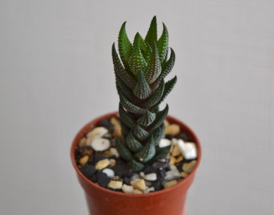 Haworthia reinwardtii