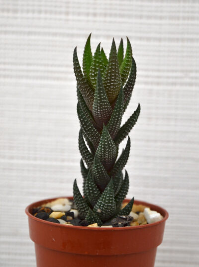 Haworthia reinwardtii - Зображення 2